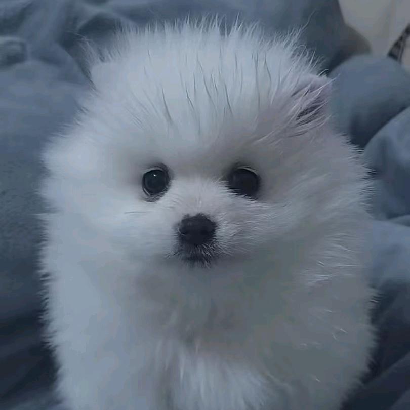 ᑋᵉᑊᑊᵒᵕ̈ Zhang