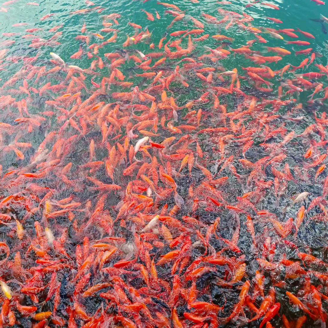 武少英