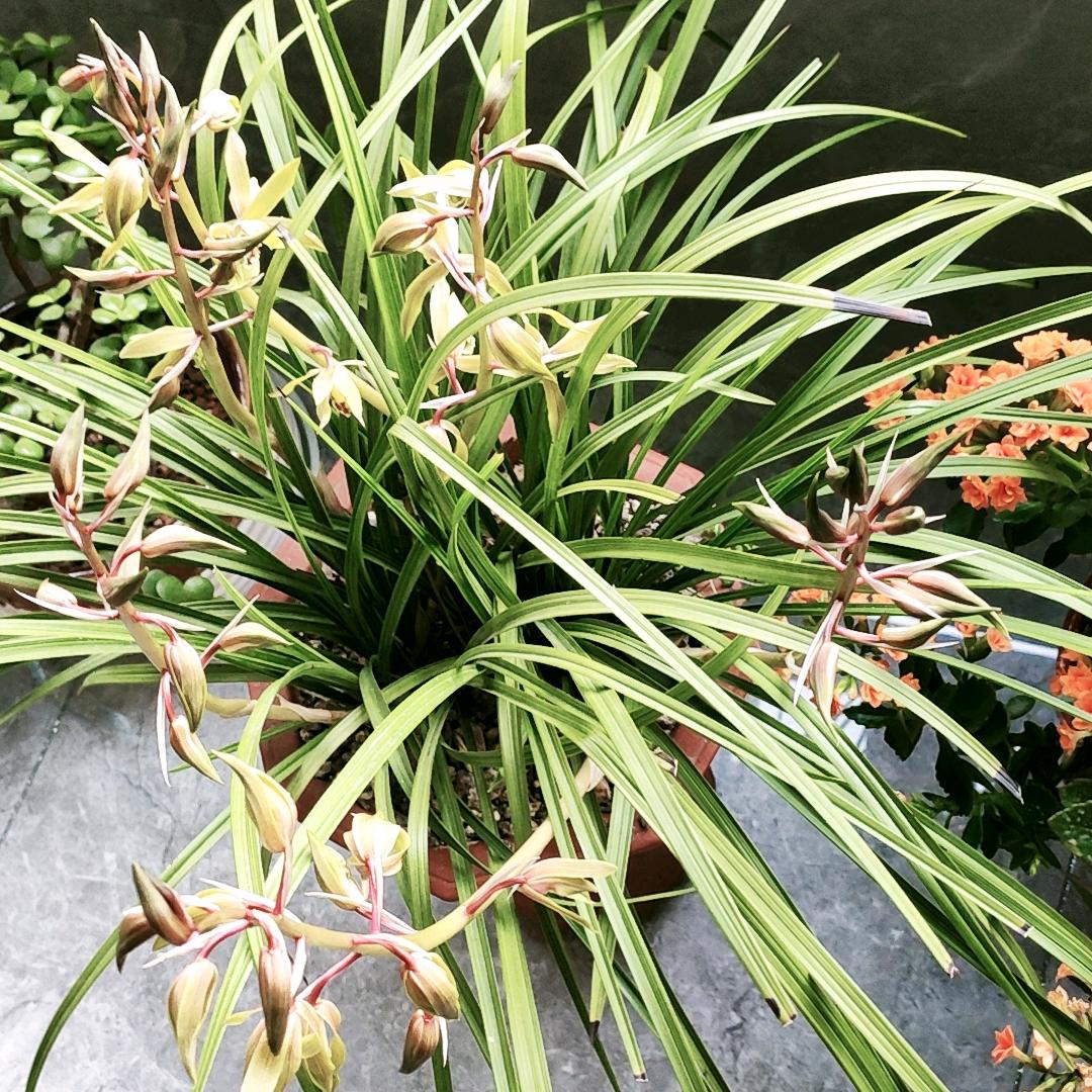 我是平安幸福