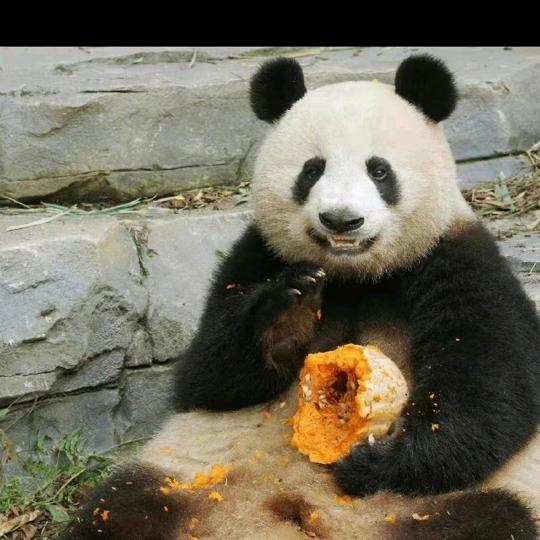 大熊猫香果的小红薯