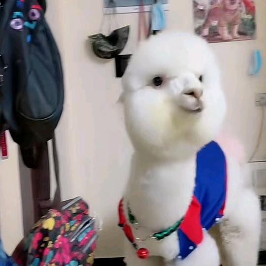 孤狼