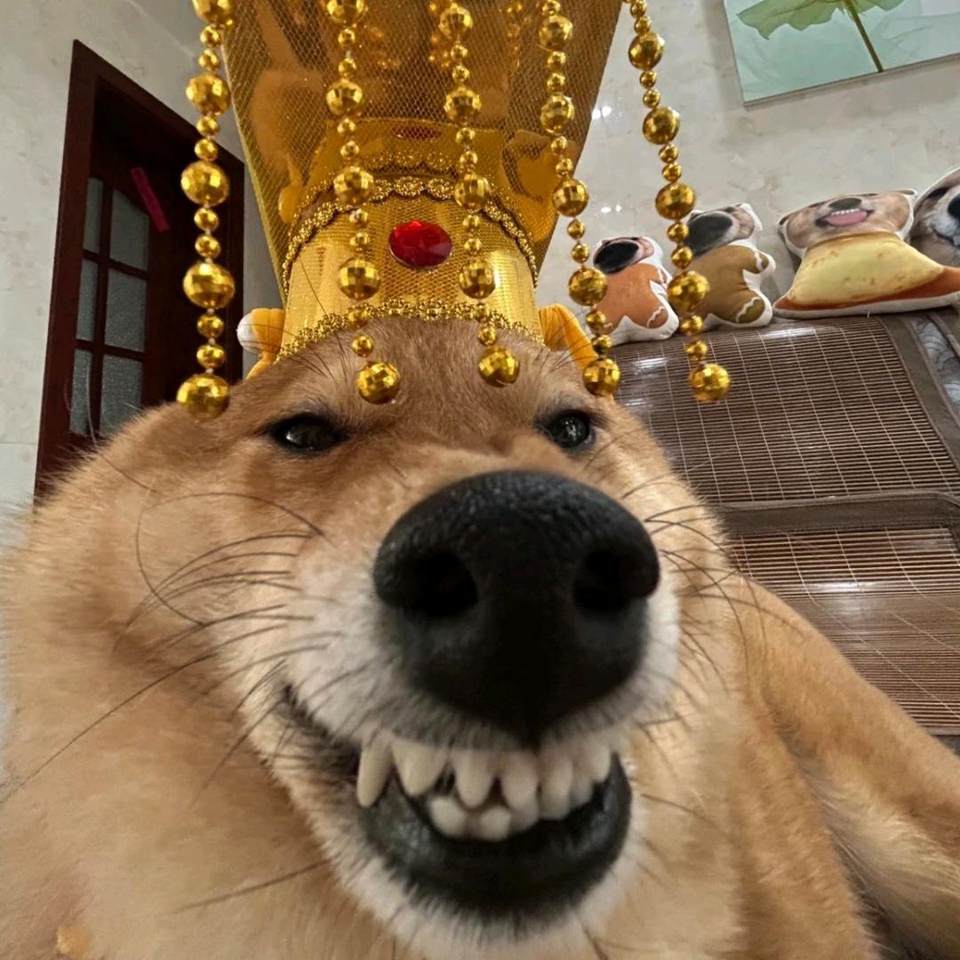 琦浩
