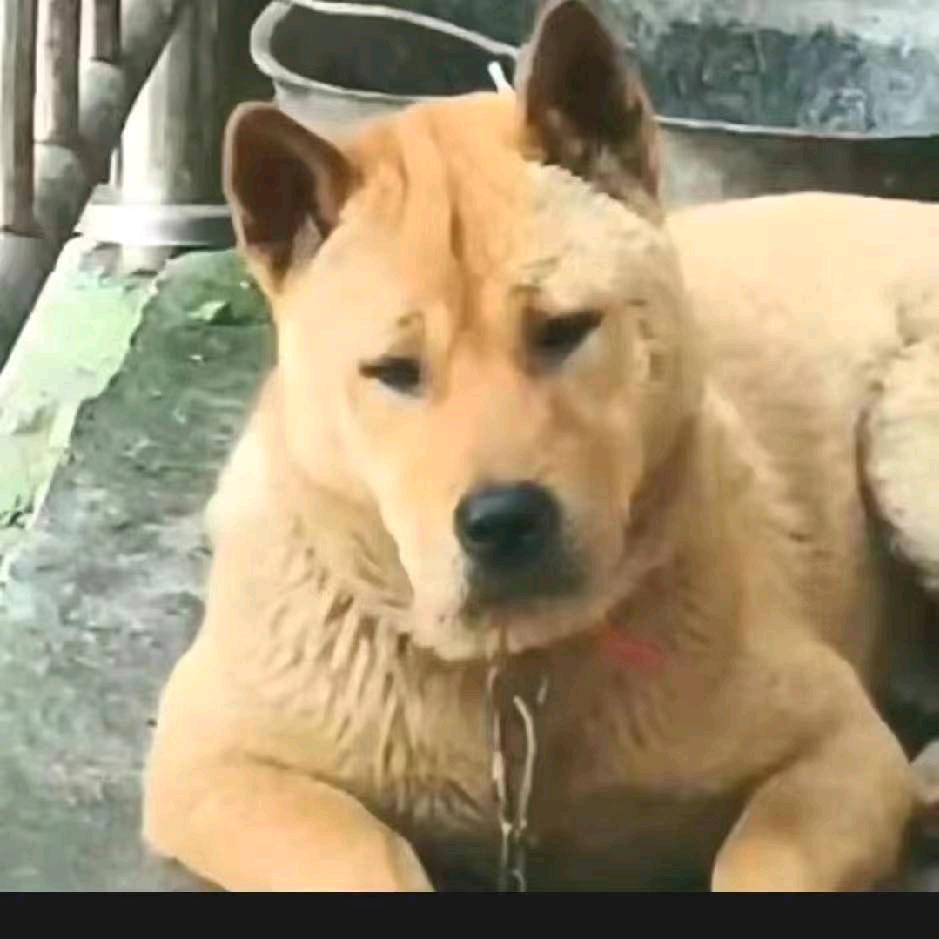 信利广西土猎犬