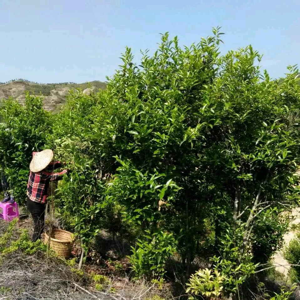 蜜韵单丛1211901594