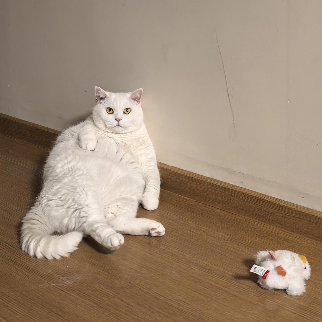 阿土哥