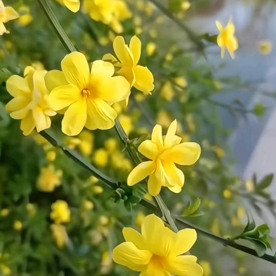 杨杨