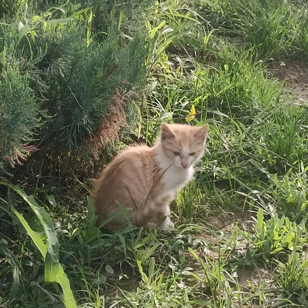 身上沾点泥巴的小猫