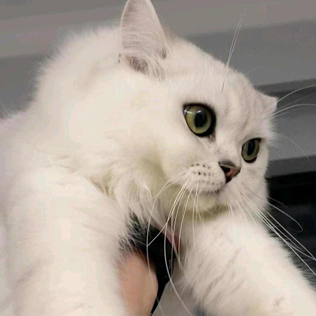 我的智力有点问题