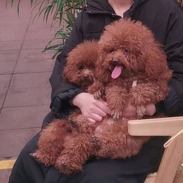叮当奶球