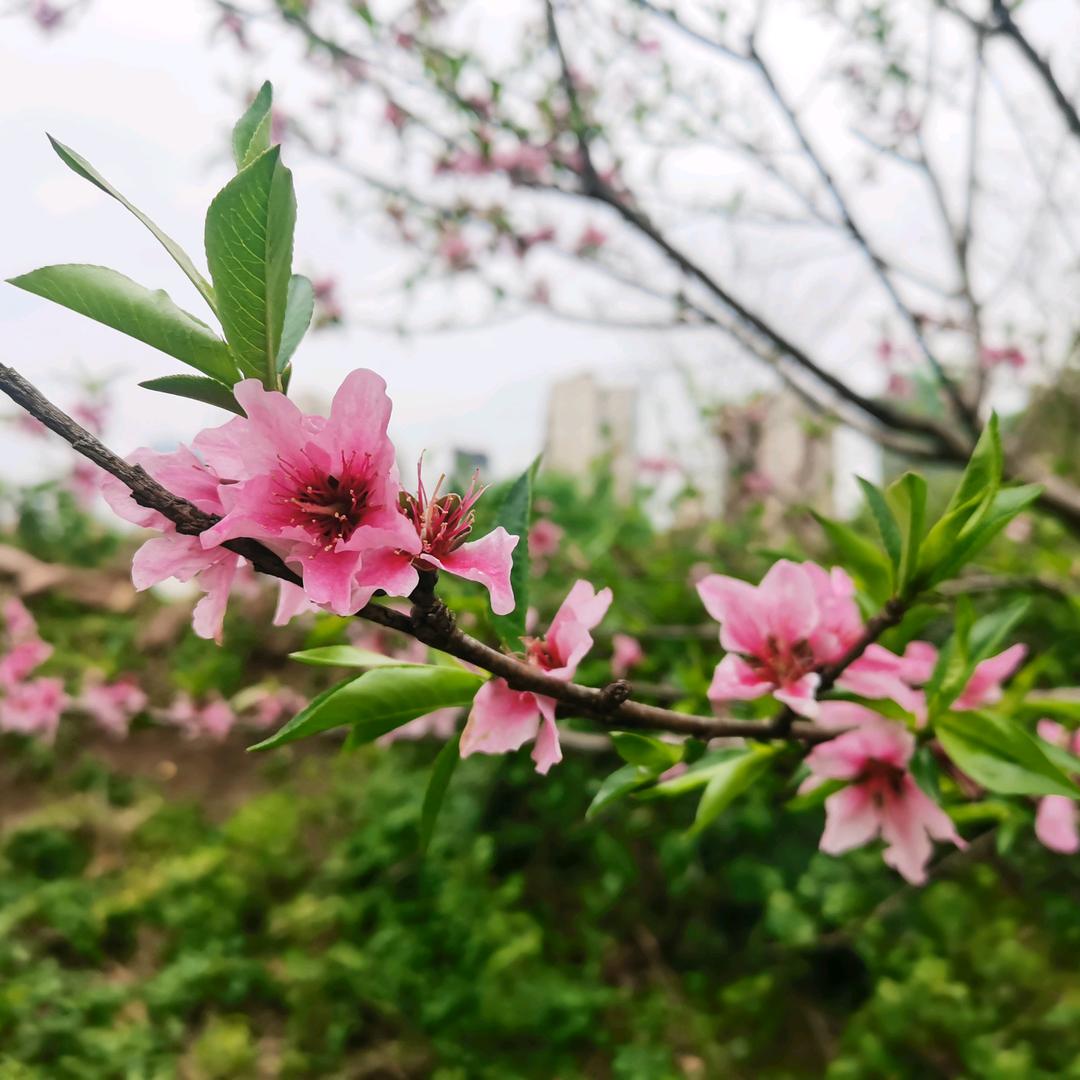 重生之我在抖音赚钱还债