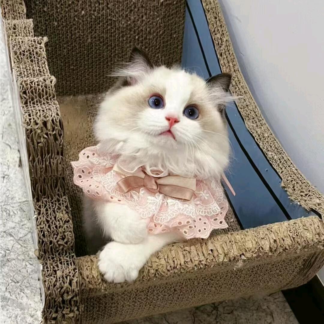 绮梦萌宠
