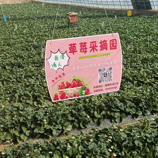 刘家峡奶油草莓XYZ采摘园