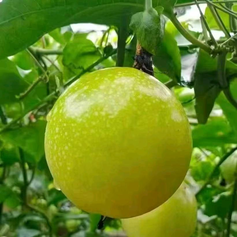 柒零後