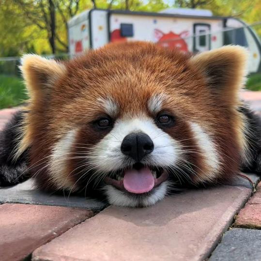 景色