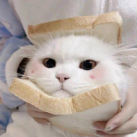 彭彭彭