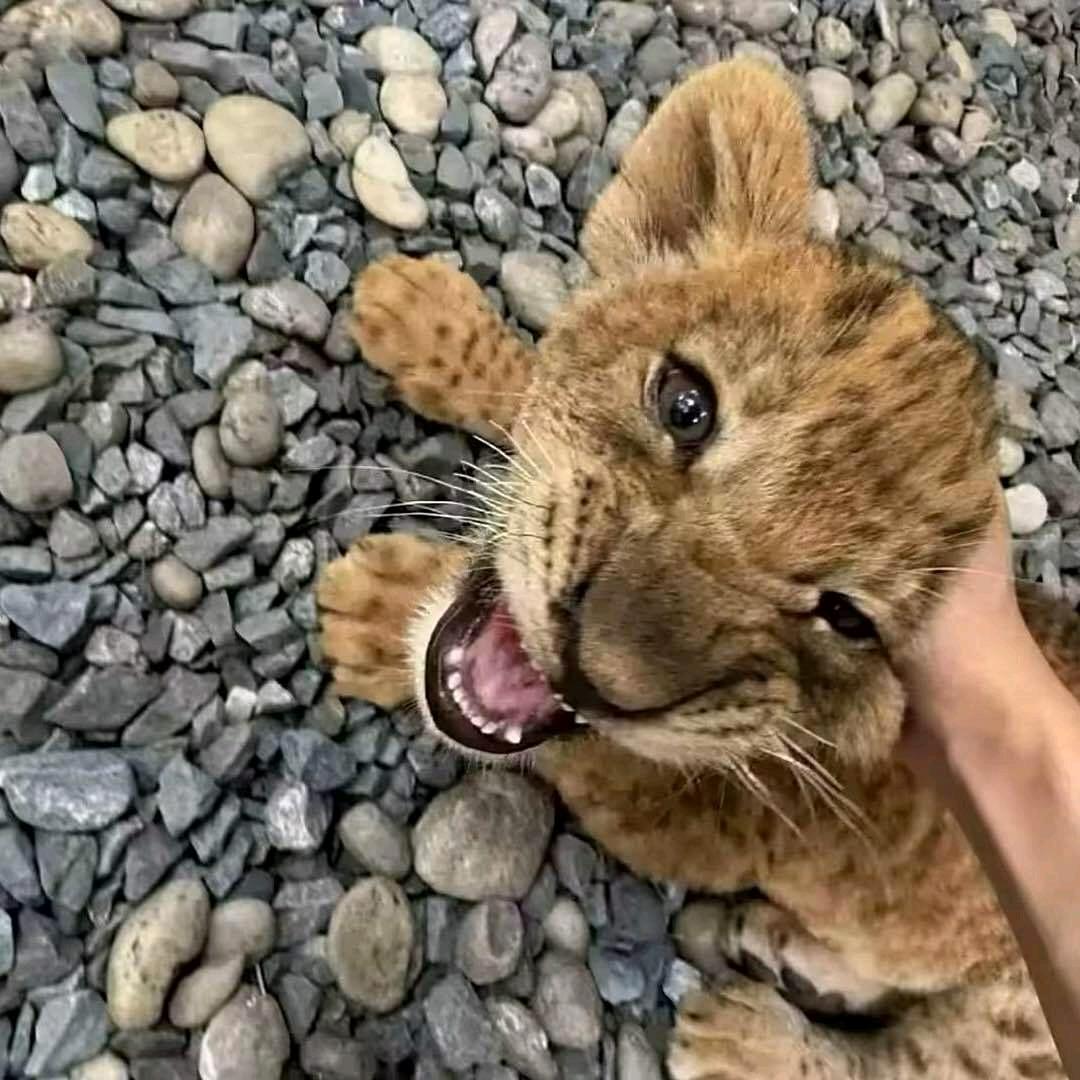 芙蓉王