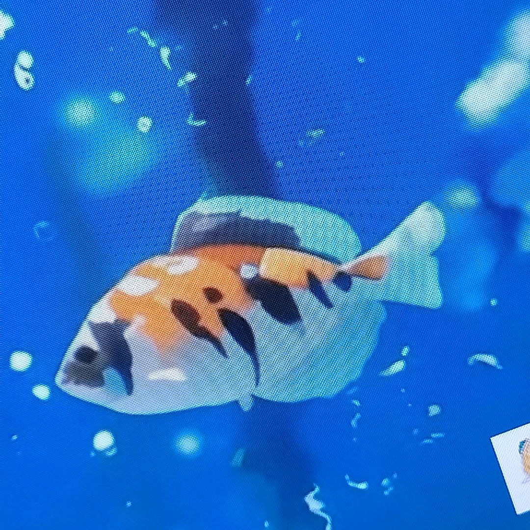 多哆远珍
