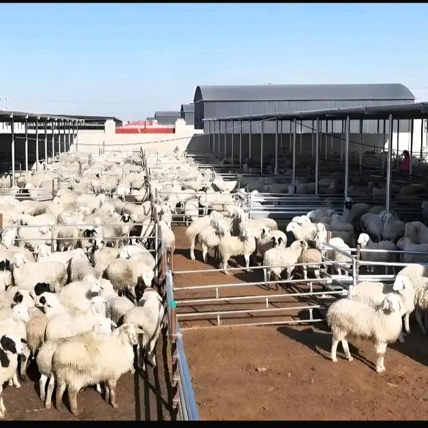 养羊技术厂长