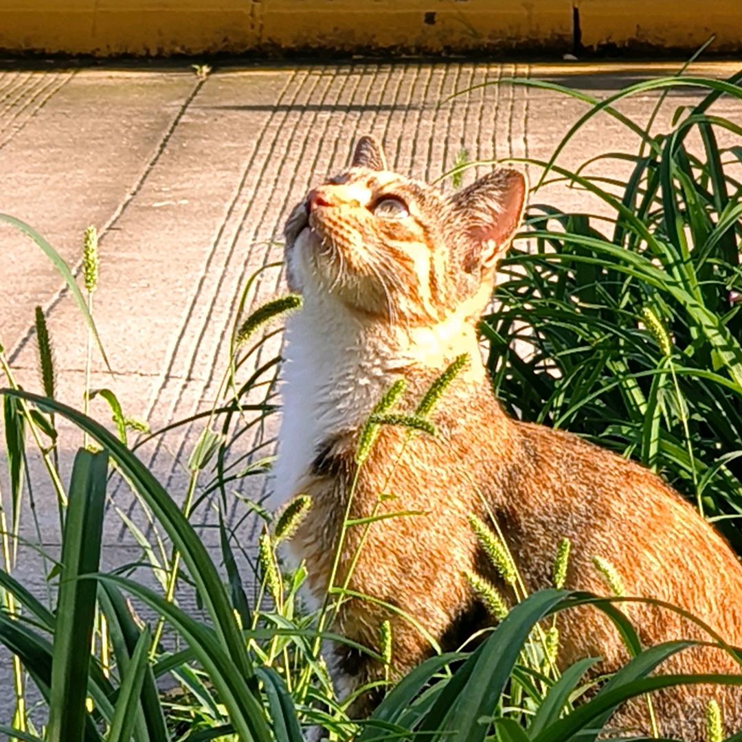 大黄我要养你一辈子