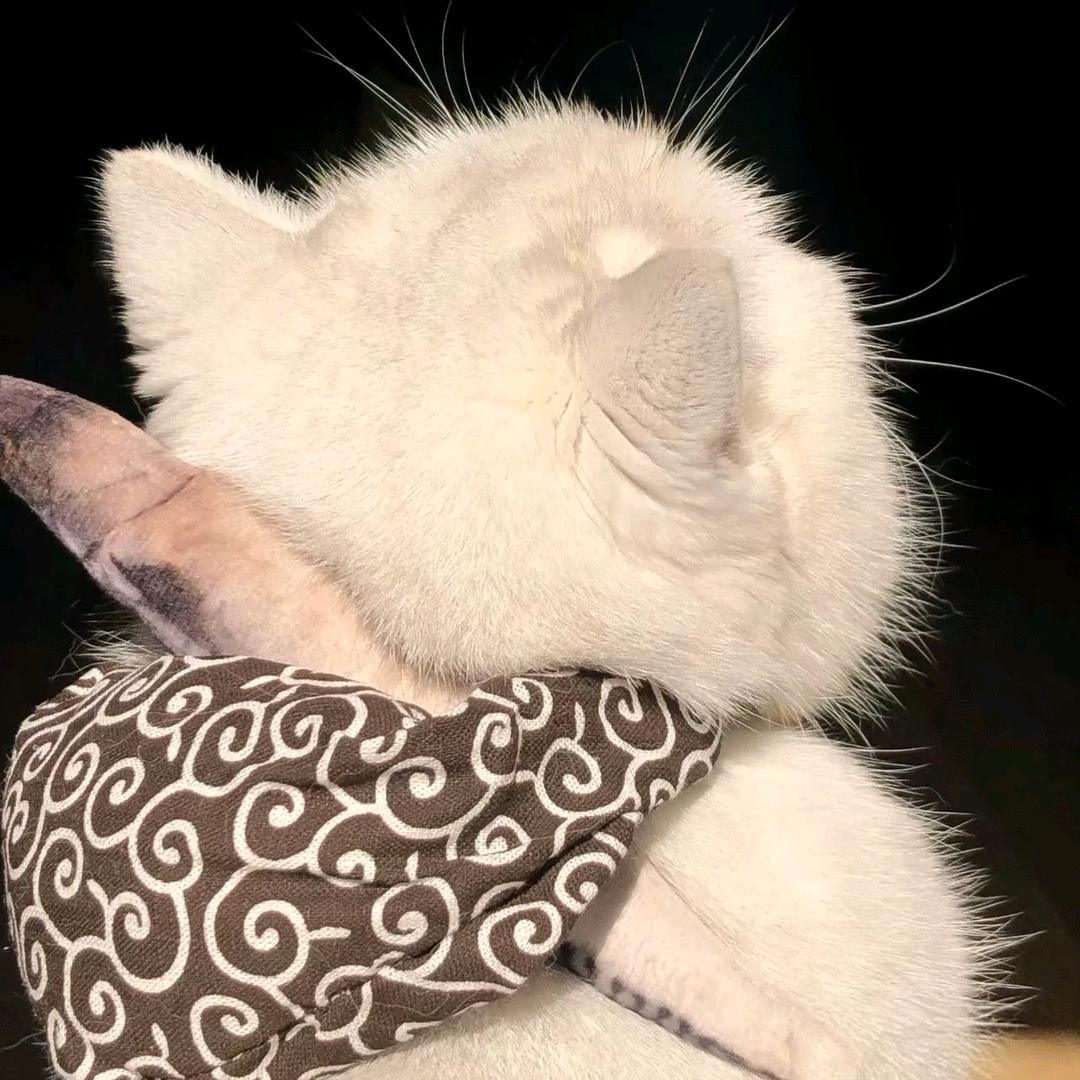 🌙.