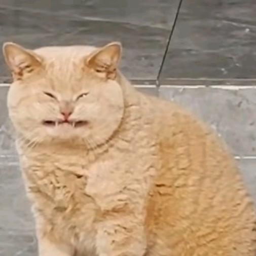 绿鲤鱼予鲤绿缕鱼驭绿鲤驭鱼鲤绿鱼驴狸鲤鱼