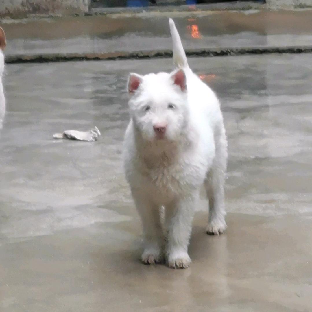 巴嫂下司犬繁殖基地