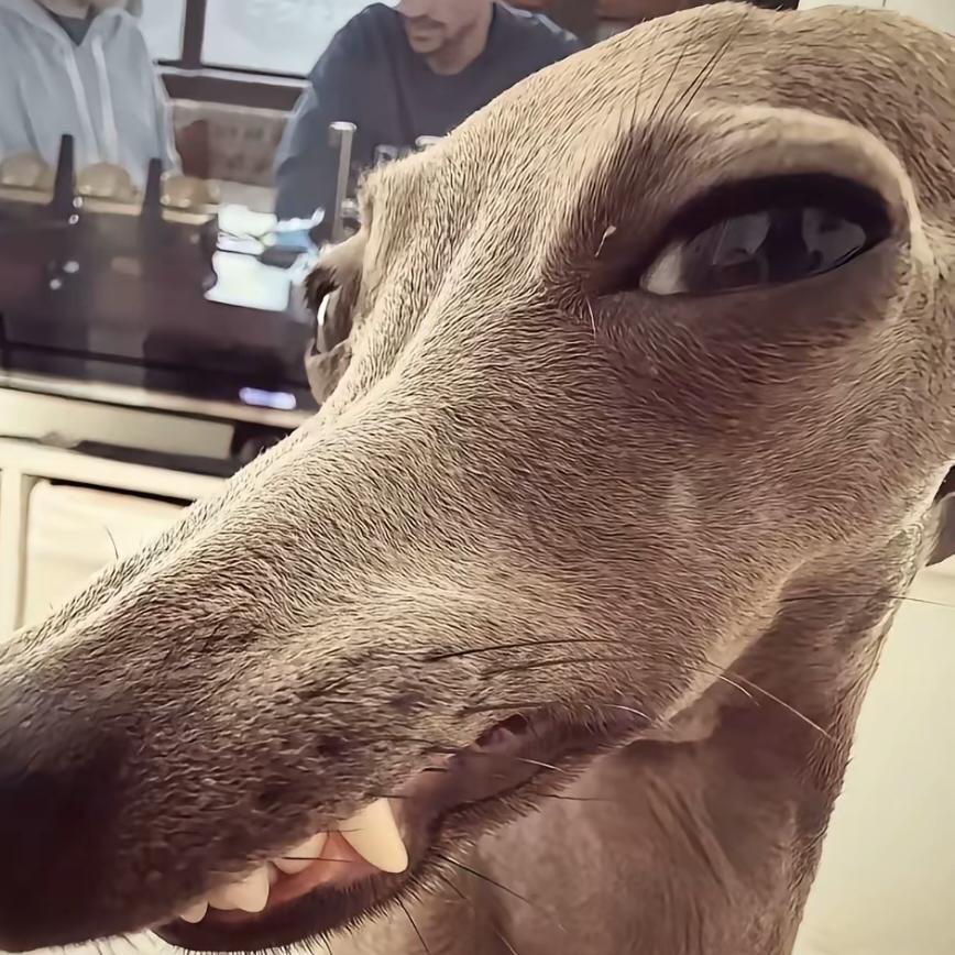 小秦减肥生活日记vlog