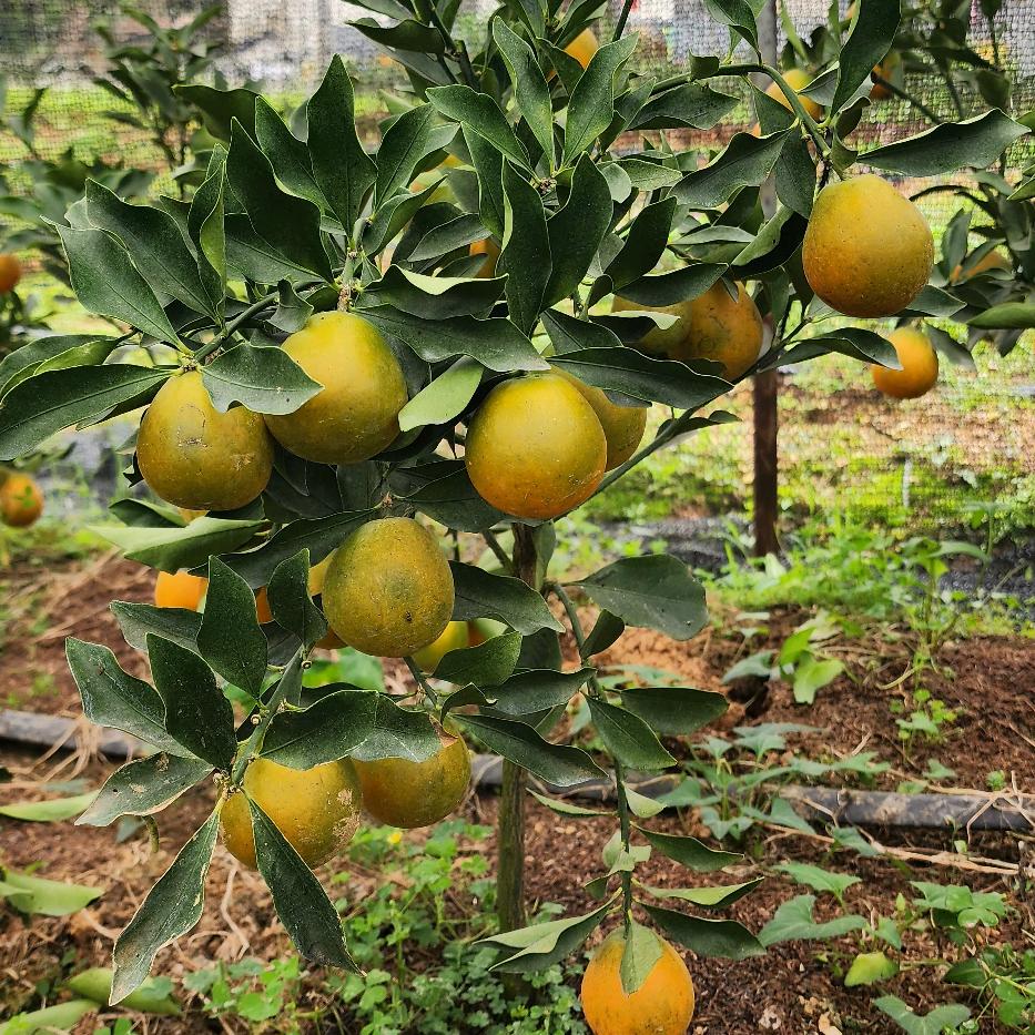 鸿梧煜诚果树苗木专卖店
