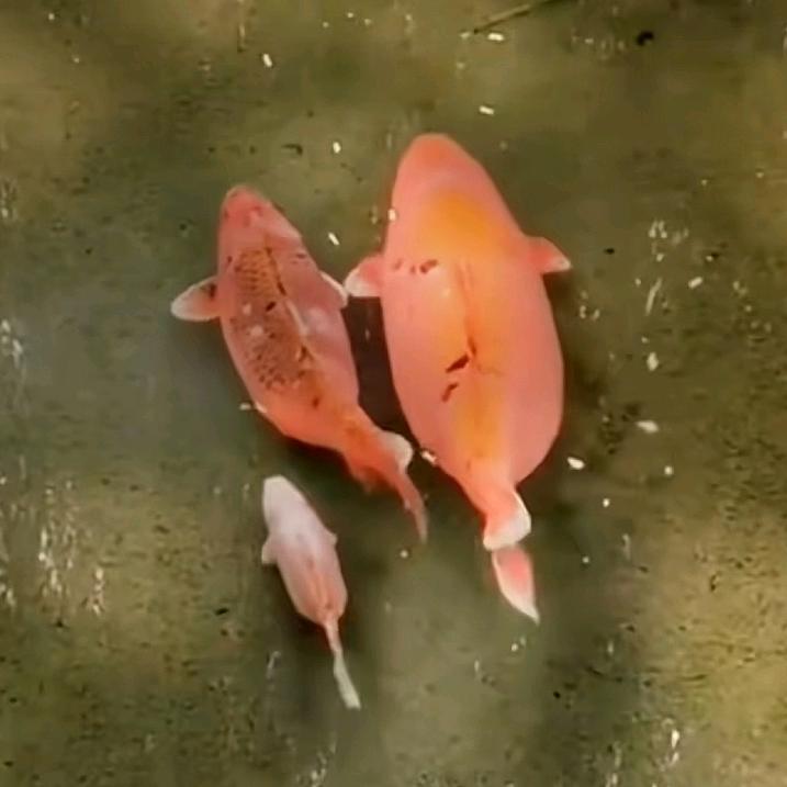 别拉勾