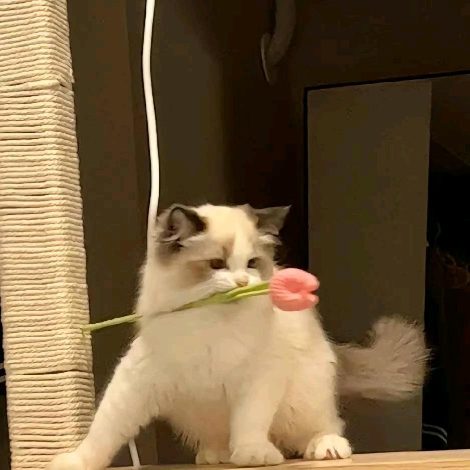 养只小猫