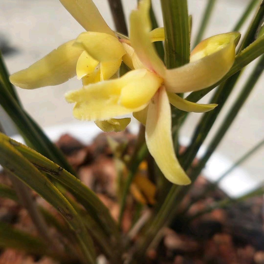 蕙兰红香妃花卉盆景园