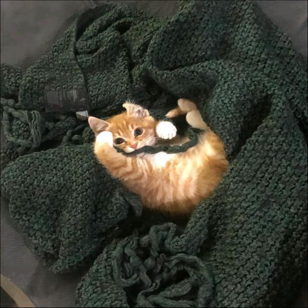 禾只木（不签to签