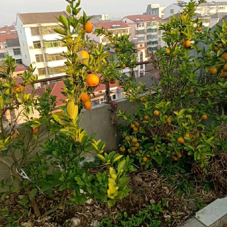 美珠