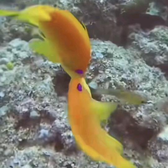 🐶平安庆余年🐏