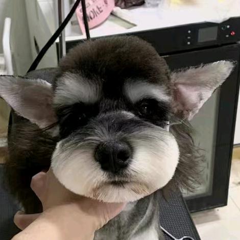 梓梦宠物犬繁育基地