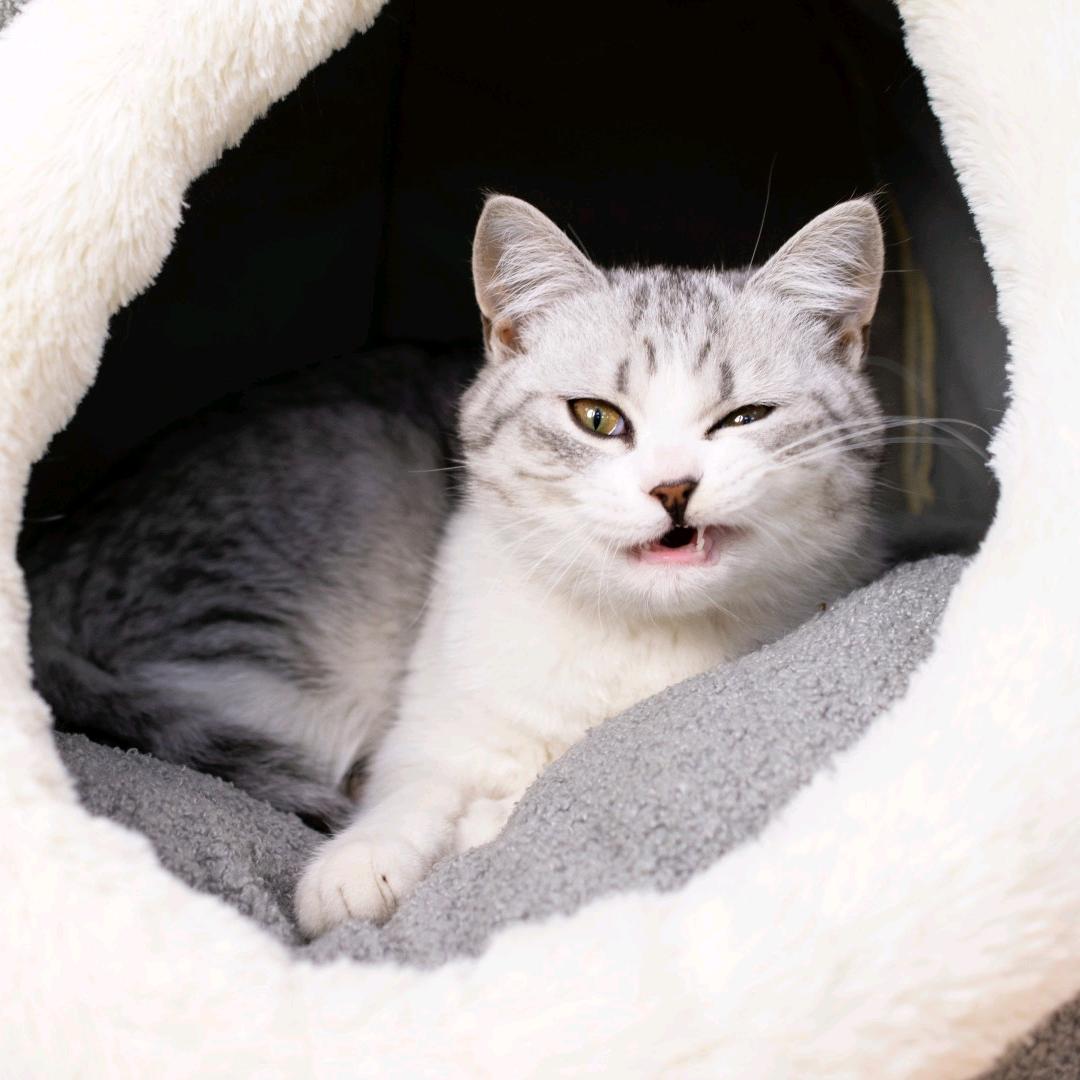 九只猫的铲屎官