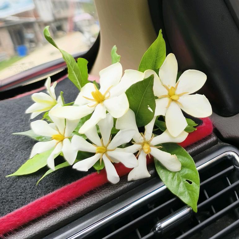 含笑饮砒霜
