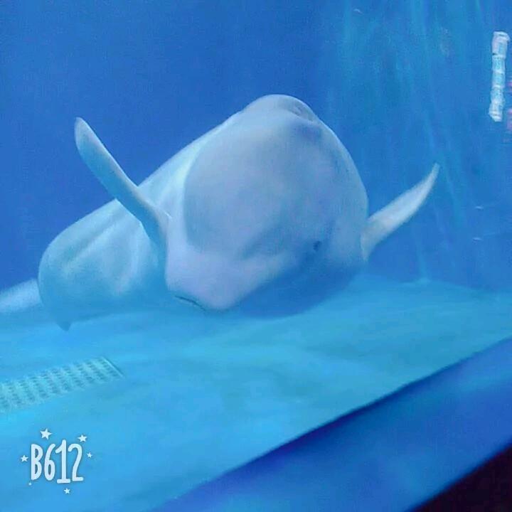 是榆不是🐠