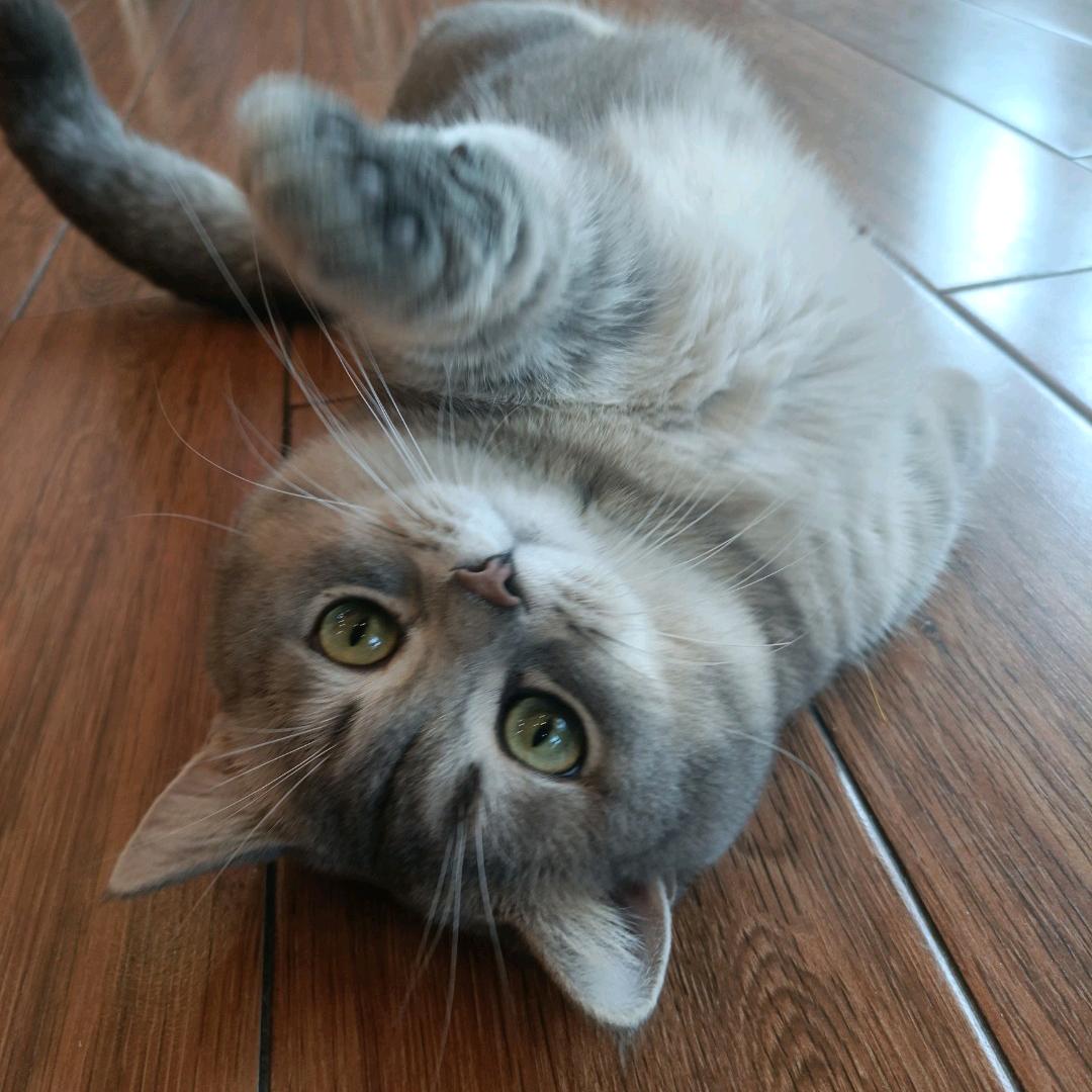 萌猫零食铺