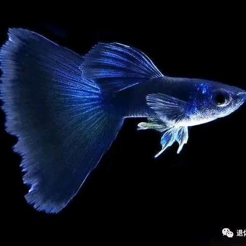 萍姐观赏鱼
