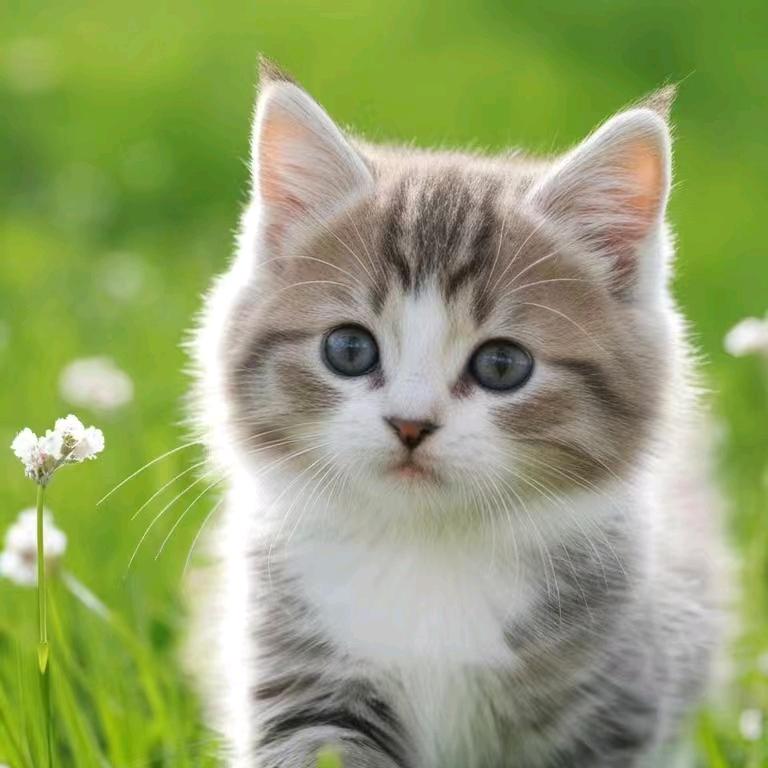 猫砂小胖叮