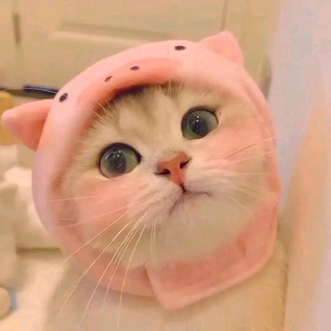 ping萍子🐑⋆͛ᵞᵐ