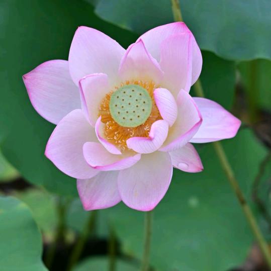 欢姐 休 发动 机（诞时）