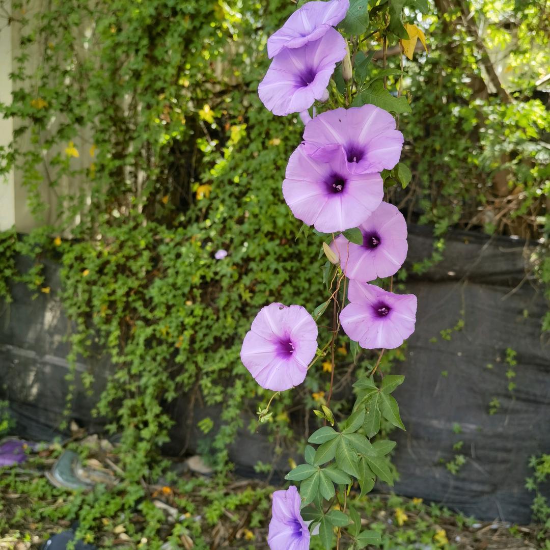 摸鱼小怪兽