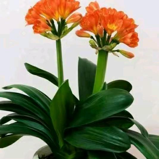 用户梦中梦789052297