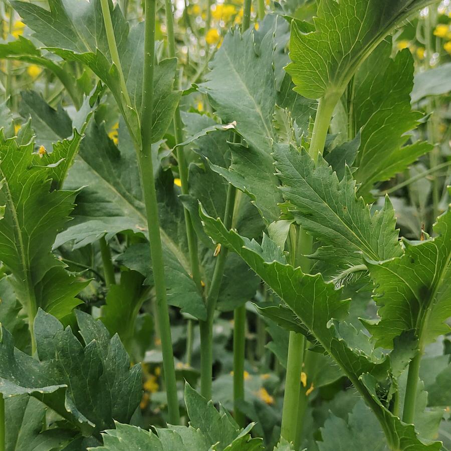 ૮孤🍺醉人心ა