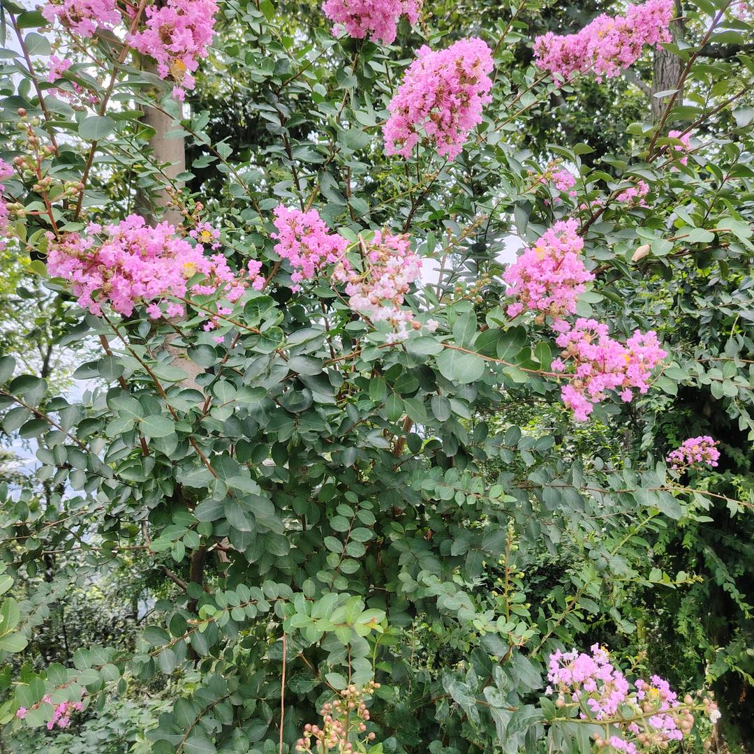 🌹💕幸福🉐我🌹💕