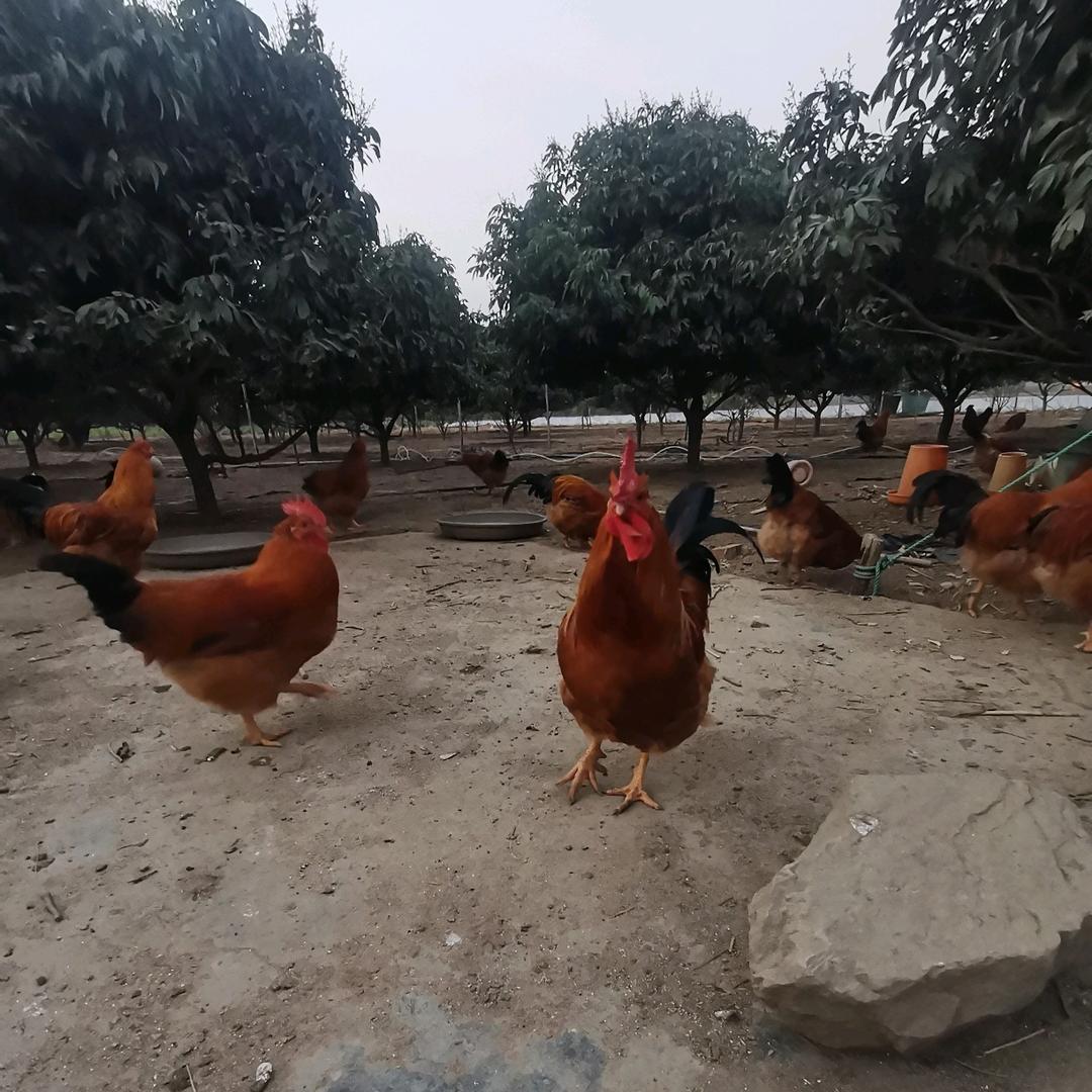 农村土货产