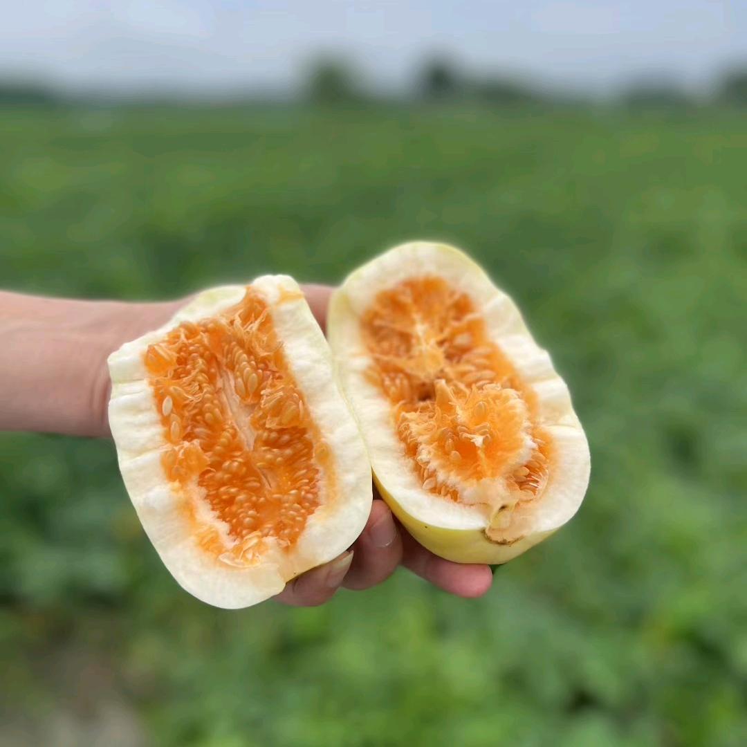 贝莎儿（黄金香瓜）