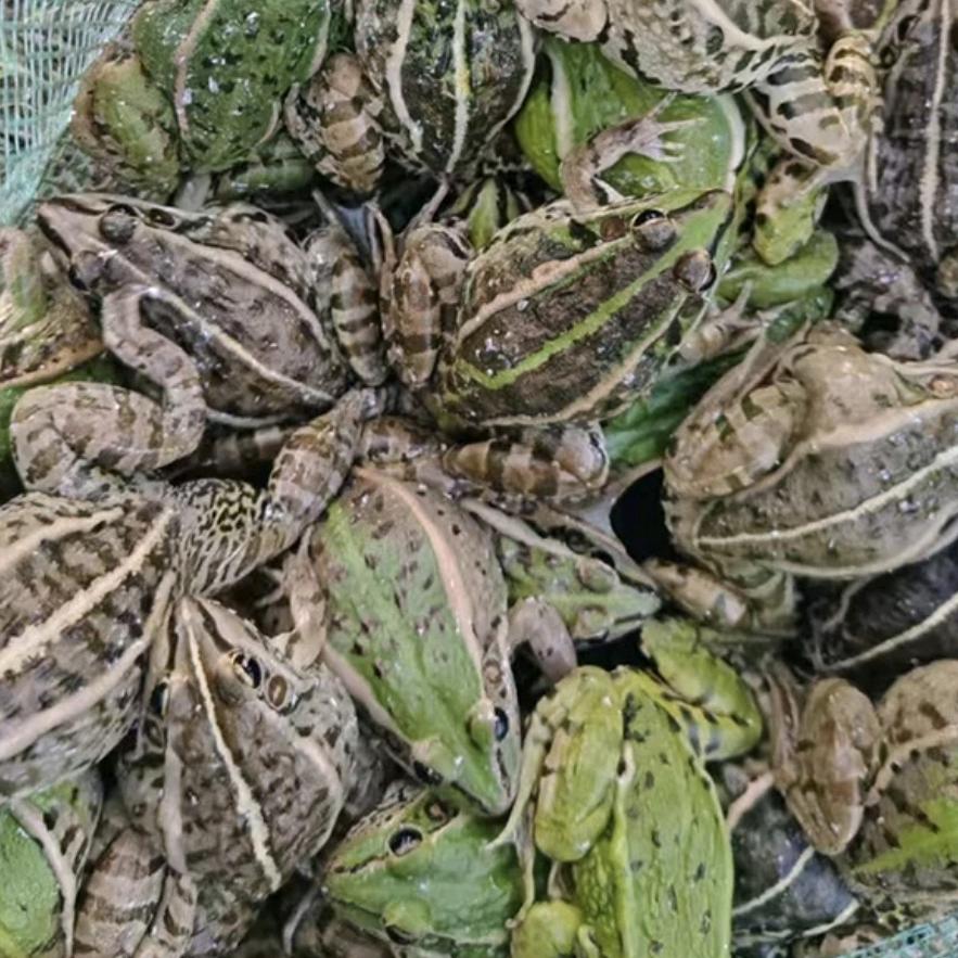 青蛙源头供应链